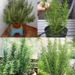 Alecrim: O Truque Para Cultivar e Perfumar Sua Casa Facilmente - Receita Completa
