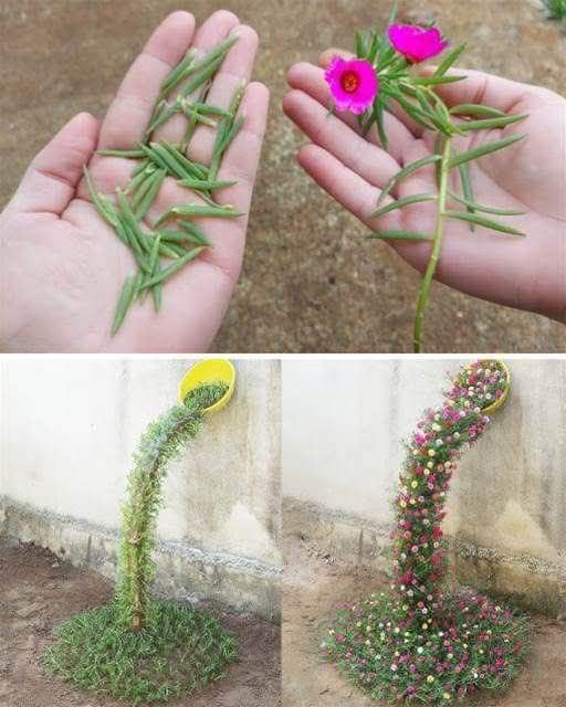 O Segredo da Onze-Horas: Truque Simples Para Criar Um Efeito Encantador No Jardim! - Receita Completa