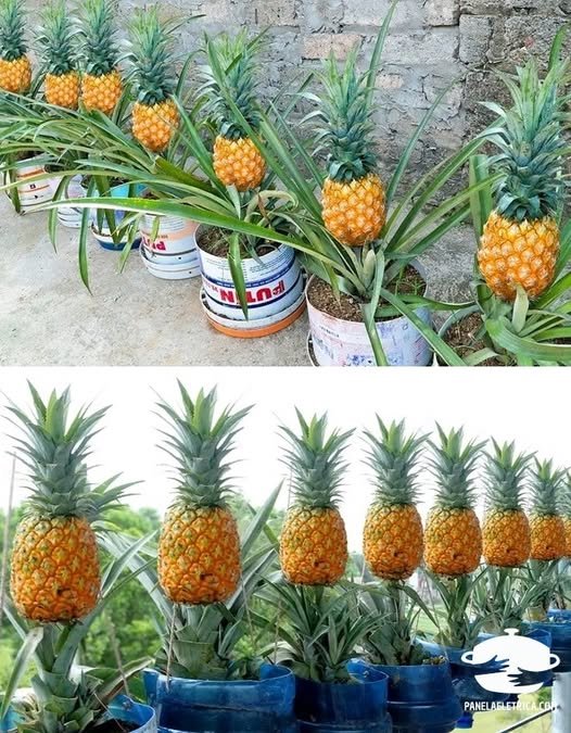 Cultivo de Abacaxi em Casa: Como Produzir Frutas Frescas em Seu Próprio Jardim - Receita Completa