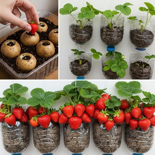 Morangos, Não Jogue Dinheiro Fora no Supermercado: Veja Como Cultivá-los em Casa ou no Jardim! - Receita Completa