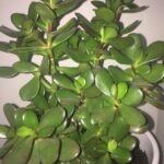 Esta Planta Encherá a Sua Casa de Prosperidade! - Receita Completa