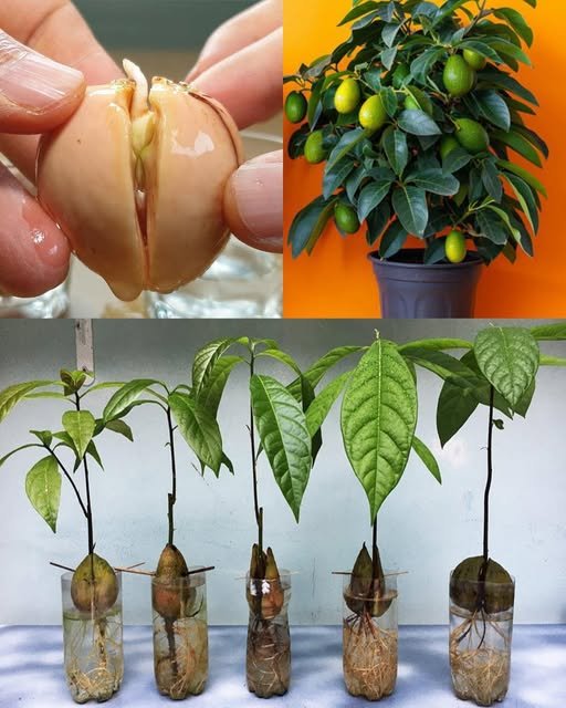 Como Plantar Abacate em Casa: Um Guia Passo a Passo para Cultivar sua Própria Árvore - Receita Completa