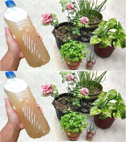 Descubra Como Este Ingrediente Pode Fazer Suas Plantas Crescerem 5x Mais Rápido! - Receita Completa