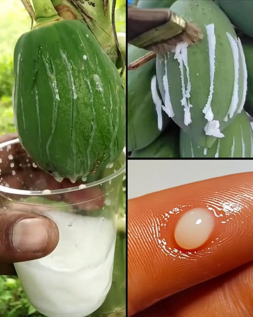 Imagem da Receita