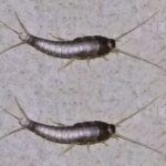 Peixinho-de-Prata: O Inseto que Pode Trazer Problemas para Sua Casa Imagem da página de origem
