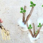 Imagem da página de origem