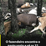 A Tragédia no Campo: O Dia em que um Raio Ceifou um Rebanho Inteiro Imagem da página de origem