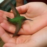 Imagem da página de origem