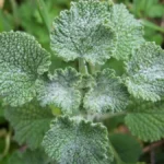 Imagem da página de origem