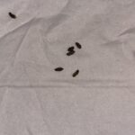 Imagem da página de origem