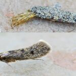 Imagem da página de origem