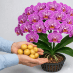 Orquídea Florescer: Segredos para Floração Abundante o Ano Todo 89fd2212-1f36-4182-844f-ab8554cbe6db
