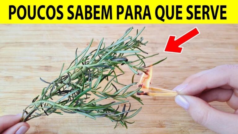 Alecrim em Casa: Muito Além do Tempero, um Aliado para o Bem-Estar e a Energia do Lar
