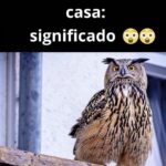 O Significado Místico de uma Coruja Perto de Sua Casa featured-1785974634879