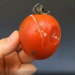 Tomates Mofados: O Segredo Inesperado para a Saúde featured-1785978573046