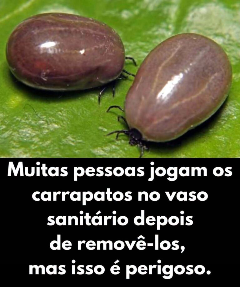 Não jogue carrapatos no vaso sanitário: entenda os riscos e problemas