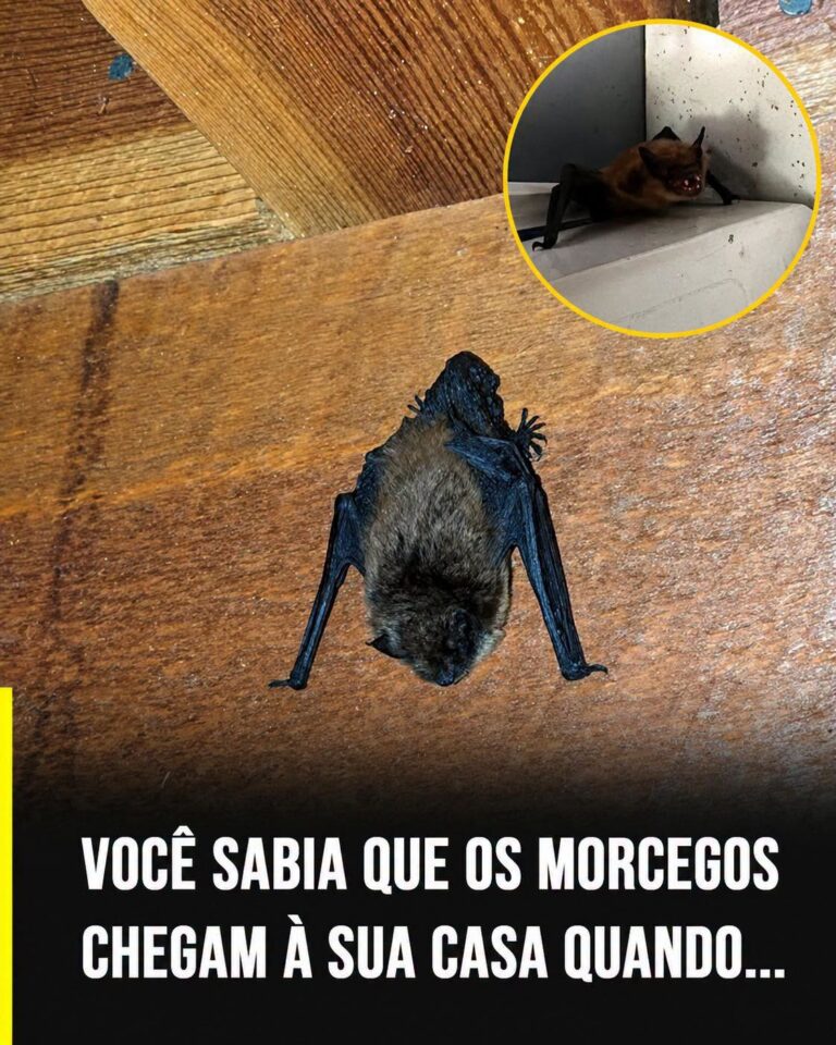 Morcegos em Casa: Sinais da Presença e o Que Fazer