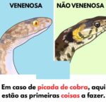 Picada de cobra: não entre em pânico, saiba como agir featured-1785980946557