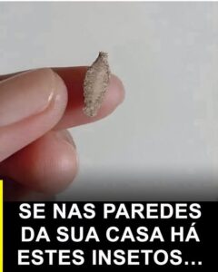 O curioso inseto que aparece nas paredes e nos tetos
