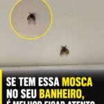 Pequena Mosca no Banheiro: Problema Escondido? preview-1790402791548