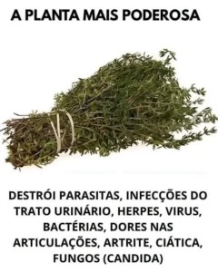 Esta Planta Vai Além da Cozinha e É das Mais Poderosas