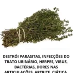 Esta Planta Vai Além da Cozinha preview-1791092279102